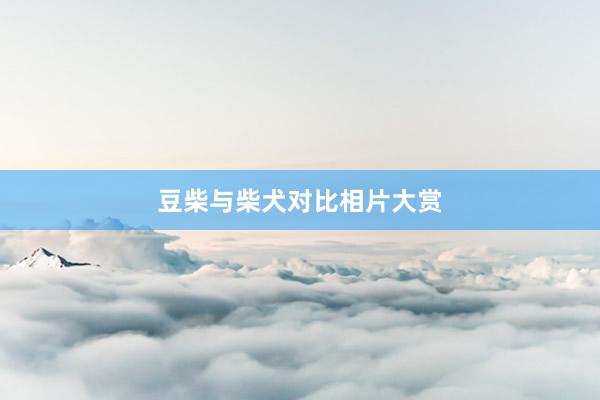 豆柴与柴犬对比相片大赏
